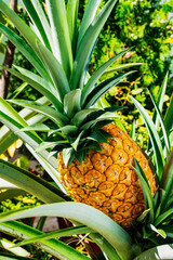 Obraz premium Ripe Pineapple On The Pineapple Tree