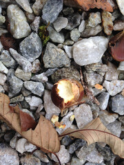 Chustnut with fallen leaves and small stones in fall