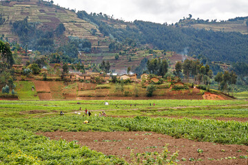 MUSANZE, RWANDA: People are working their fertile volcanic fields. In the background a steep...