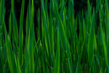 green grass background