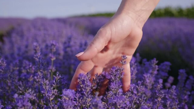 Hand of young woman in lavender flowers tenderly holds summer sunset slow motion slide back. View of field of large blooming of lavender flowers. Sun's rays are purple plant. Relax. Aromatherapy