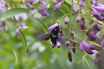 Blaue Holzbiene saugt an Blüte - Xylocopa violacea - Wildbiene - Biene