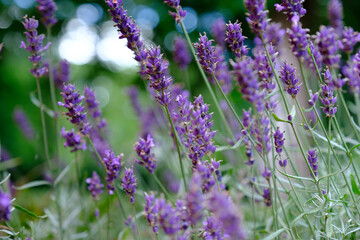 Lavender Field in the summer, close up shot with bokeh. Floral background.