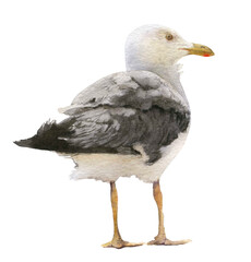A seagull hand drawn in watercolor isolated on a white background. Watercolor illustration. Watercolor seagull