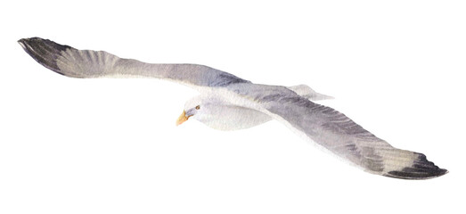 A flying seagull hand drawn in watercolor isolated on a white background. Watercolor illustration. Watercolor seagull