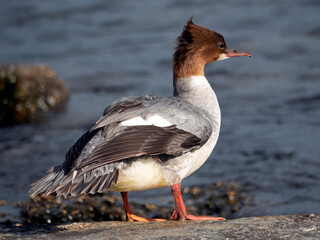 Female Goosander (Mergus merganser) standing on a rock by the river in summer