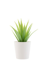 Small plant in a pot isolated on white with clipping path