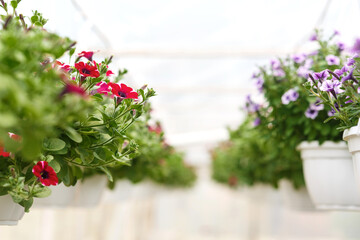 Plantation of purple and pink petunias.Potted flowers under ceiling in daylight in interior