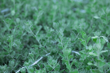 lush green shrub wallpaper looks like abstract painting