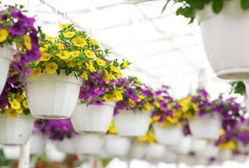 Bright yellow and purple petunias. Industrial cultivation of potted flowers