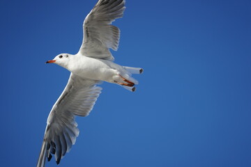seagull in flight