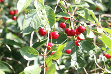 Rote Kirschen am Baum vollreif Äste Ast