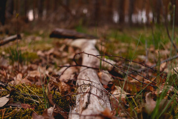 autumn in the woods