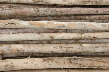 Line pattern of dried wood closeup
