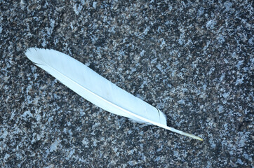 beautiful white wing on the grey stone.