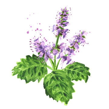 Plant patchouli or Pogostemon cablini branch with flowers and leaves, Hand drawn watercolor illustration isolated on white background
