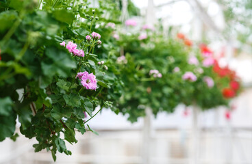 Fototapeta na wymiar Modern greenhouse for growing plants. Pink and red flowers with leaves in pots hanging from ceiling in interior