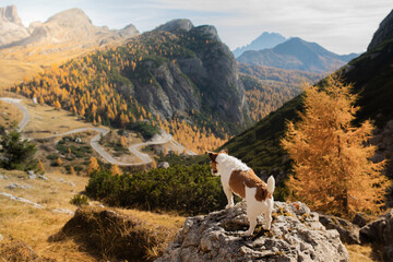 dog in the mountains. Jack Russell Terrier on peak of rocks at sunset. . Hiking with a pet