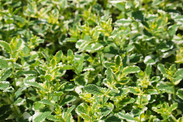 Fototapeta na wymiar Peppermint (Mentha × piperita) - green natural texture background
