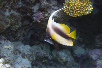 Red Sea bannerfish (Heniochus intermedius) in Red Sea