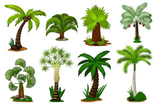 Palm trees set. Isolated coconut palm tree plant with leaves icon collection. Vector decorative green tropical flora and nature illustration