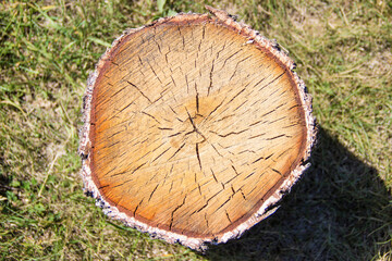 Cracked cut birch palen