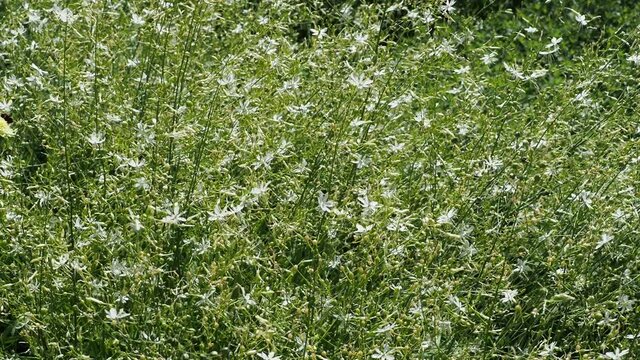 (Anthericum ramosum) Phalang&egrave;res rameuses aux tiges souples et l&eacute;g&egrave;res, feuillage lin&eacute;aire en rosette vert gris&acirc;tre et panicules de fleurs &eacute;toil&eacute;es blanches se balan&ccedil;ant dans le vent