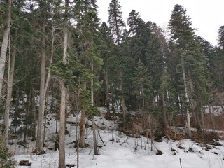 Obraz na płótnie Canvas pine forest in winter