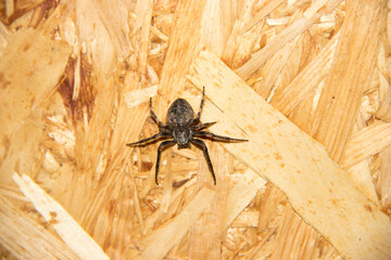 
Spider sits on os with legs apart