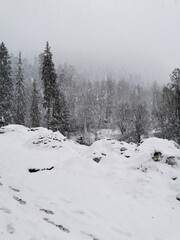 snow covered trees in mountains