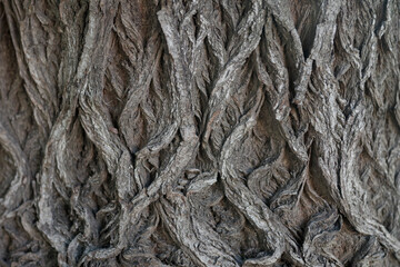 close up of rope on a wooden background