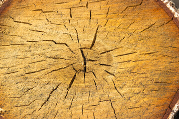 
Cracked section of a birch palen