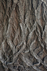 tree bark texture