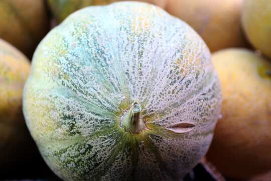 Close up of melons. Texture of melon peel.