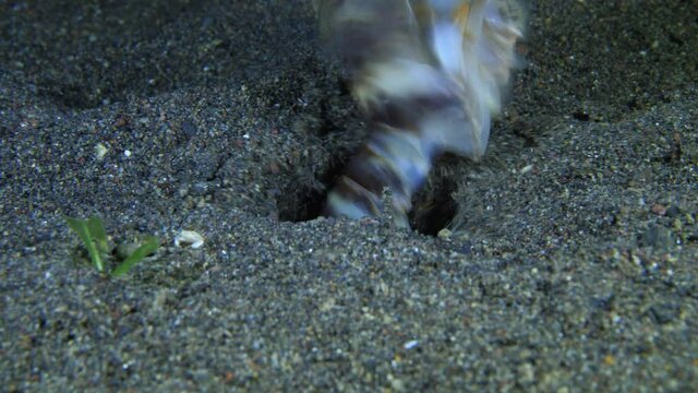 Mantis shrimp is hunting in the night. 4k macro underwater video. Night dive in Bali.
