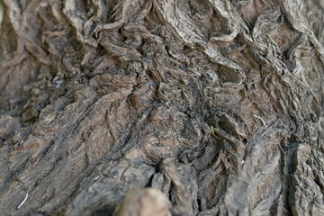 tree bark texture