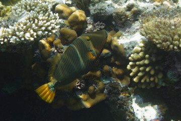 Orange-lined triggerfish (Balistapus undulatus) in Red Sea
