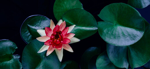 Panele Szklane  zbliżenie piękny kwiat lotosu i zielony liść w stawie, tło natury czystości, czerwona lilia wodna lotosu kwitnąca na powierzchni wody i ciemnoniebieskie liście stonowane