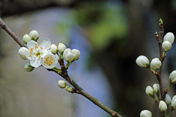 weiße Obstblüten