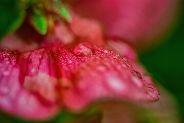 close up of a pink flower