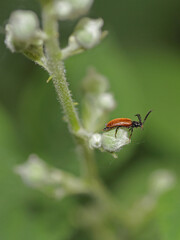 Feuerkäfer