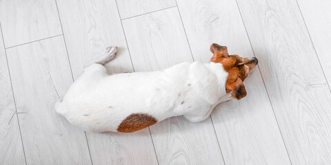 domestic pet dog jack russell terrier brown and white colors lying on wooden floor at home