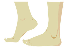 Legs, white background vector illustration .eps