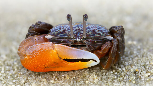 colorful violinist crab on the sand. a strong carapace and a giant orange claw as a weapon for defense, this shy crustacean is a formidable fighter. macro photo on a beach of a Thai island 