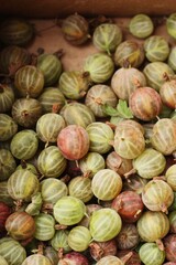 Ripe seasonal gooseberries in a box macro 