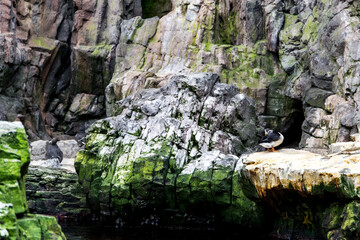 Fototapeta premium Lisboa Lisbon aquarium, capital of Portugal 