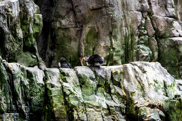 Lisboa Lisbon aquarium, capital of Portugal 
