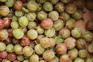 Ripe seasonal gooseberries in a box macro 