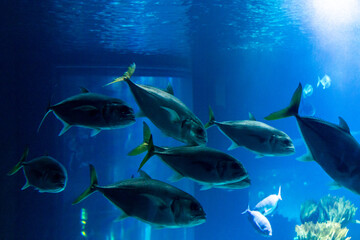 Fototapeta premium Lisboa Lisbon aquarium, capital of Portugal 