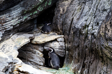 Lisboa Lisbon aquarium, capital of Portugal  